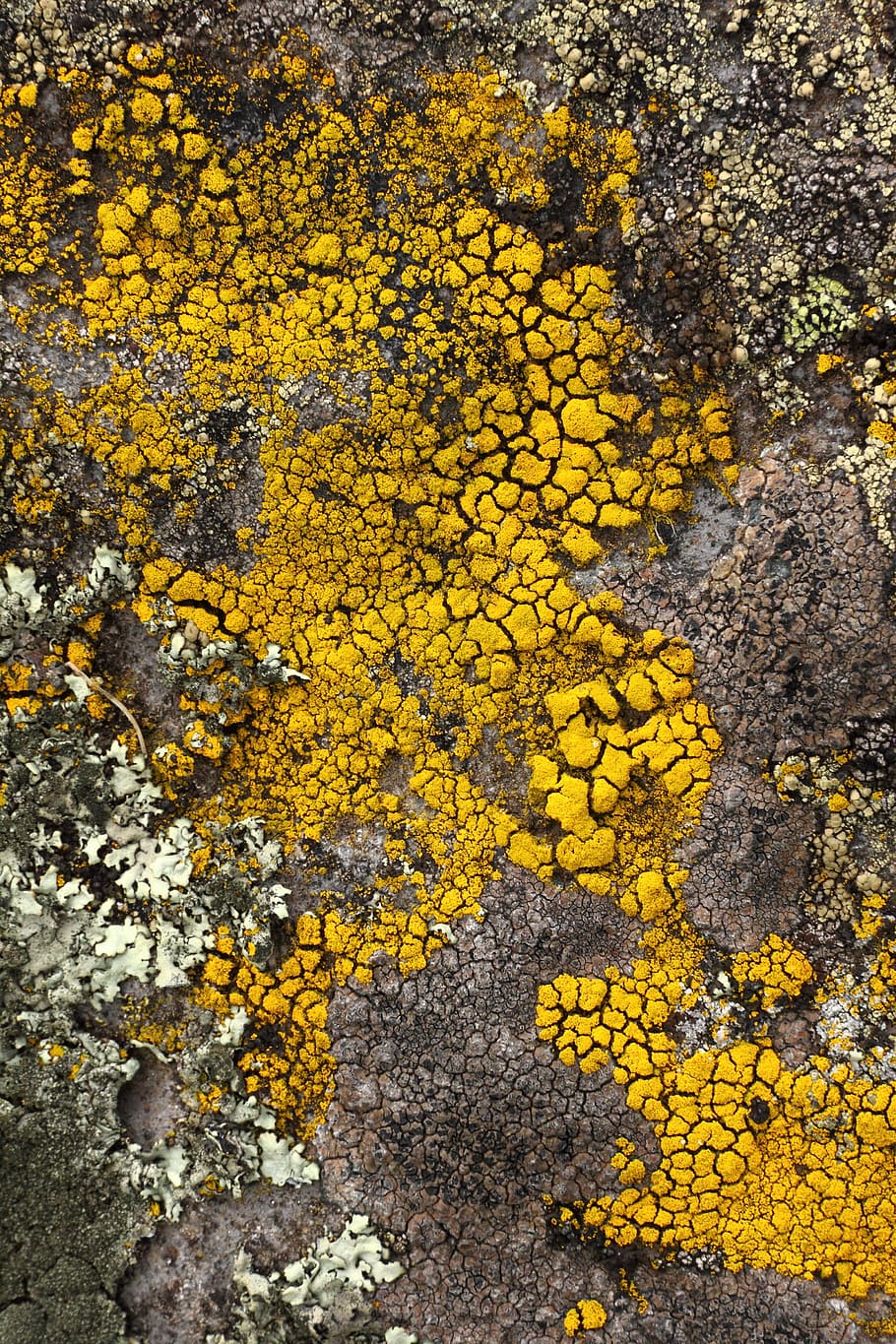 lichen, stone, yellow, plant, no people, day, nature, full frame HD wallpaper