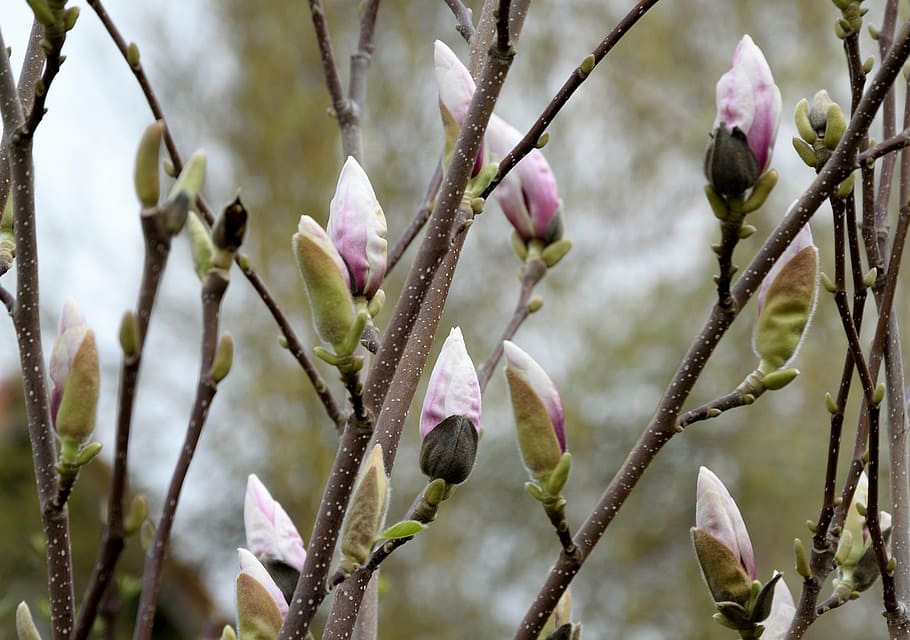 pink magnolias closeup photography, blossom, bloom, spring, bud, HD wallpaper