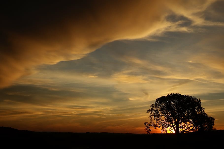 sunset and tree, eventide, sol, nature, silhouette, against light HD wallpaper
