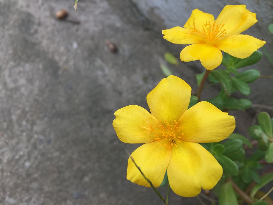flower, ten, hours, gold, 10, flowering plant, yellow, petal HD wallpaper