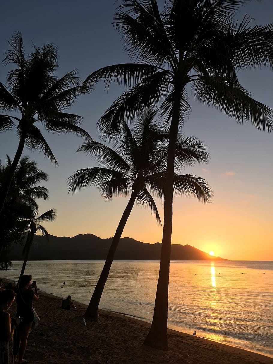 silhouette photography of three coconut trees, sunset, tropical HD wallpaper