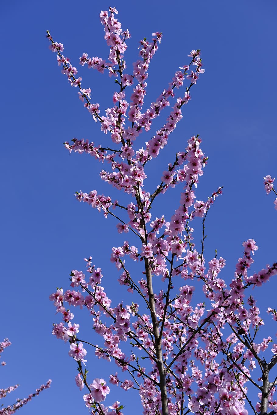 Almond blossom 1080P, 2K, 4K, 5K HD wallpapers free download