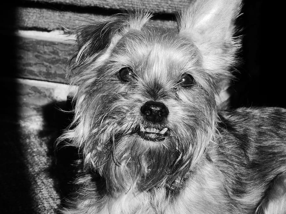 dog, teeth, face, pet, animal, canine, happy, cute, funny, domestic HD wallpaper