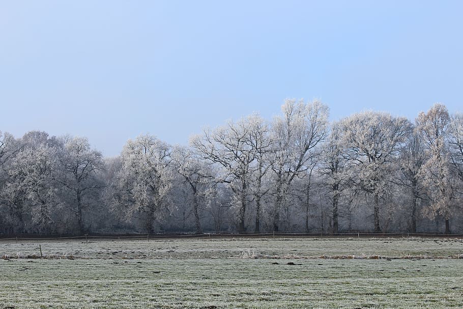 wintry, winter, cold, nature, trees, meadow, eiskristalle, mood HD wallpaper