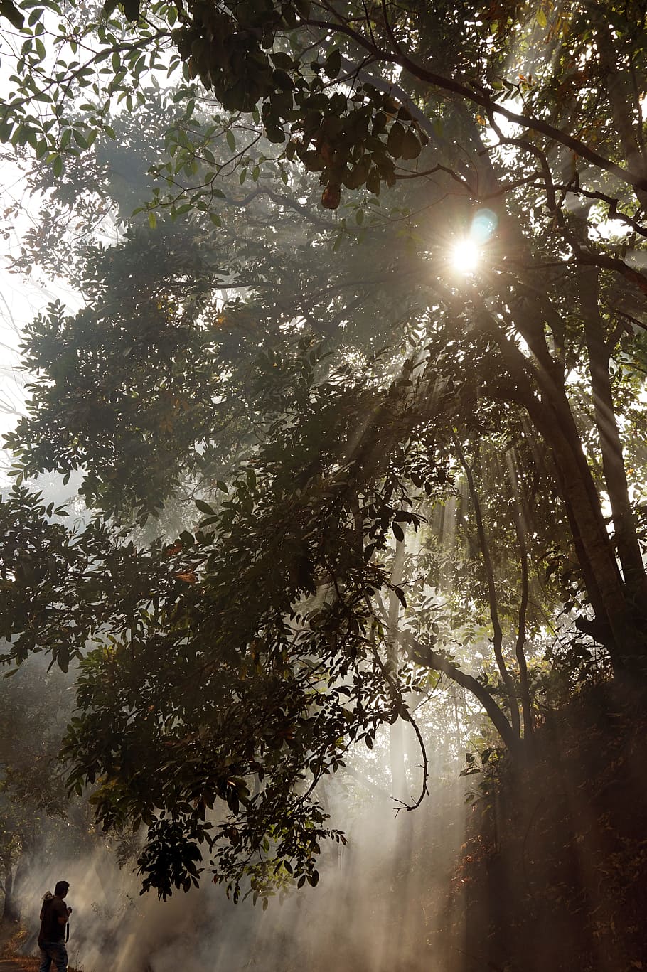 person standing in front of forest, green leafed tree during daytime HD wallpaper