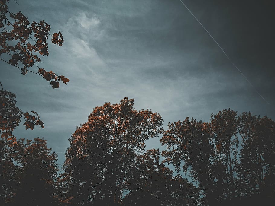 green leaf trees under nimbus clouds at daytime, photography HD wallpaper