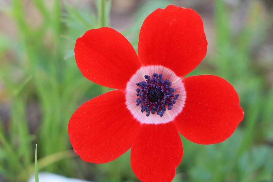 anemone, flower, red, plant, freshness, flowering plant, close-up HD wallpaper