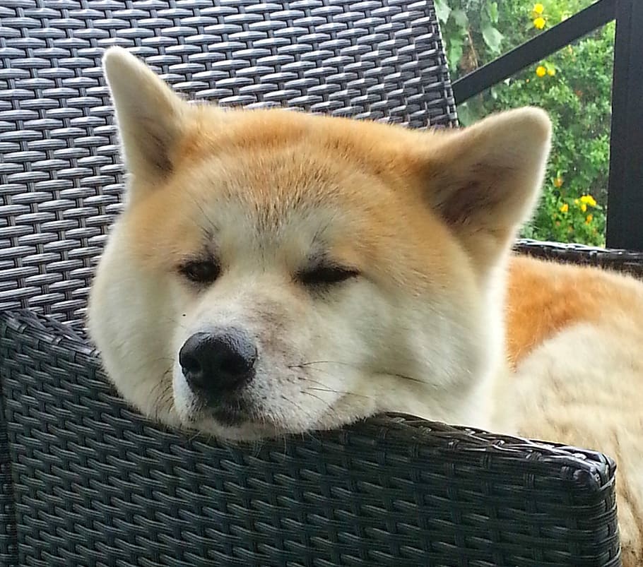 tan and white Shiba Inu lying on wicker chair, akita, dog, japan HD wallpaper