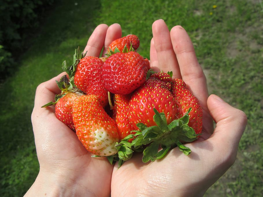 Strawberries, Hands, Fruit, Fresh, healthy, strawberry, freshness HD wallpaper