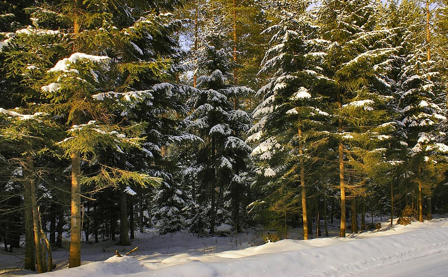 Forest, Winter, Snow, Tree, Poland, snowy, christmas tree, cold temperature HD wallpaper