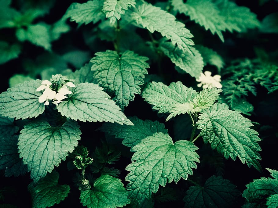 green leafed plant and white flowers, closeup photo of green plant HD wallpaper