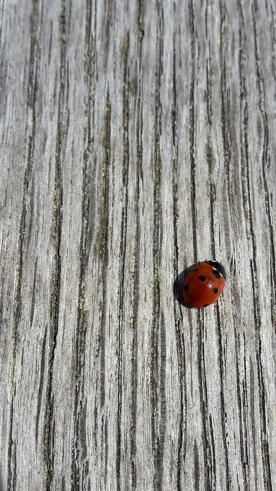 Tree, Invoice, Ladybug, Beetle, large texture, one animal, animals in the wild HD wallpaper