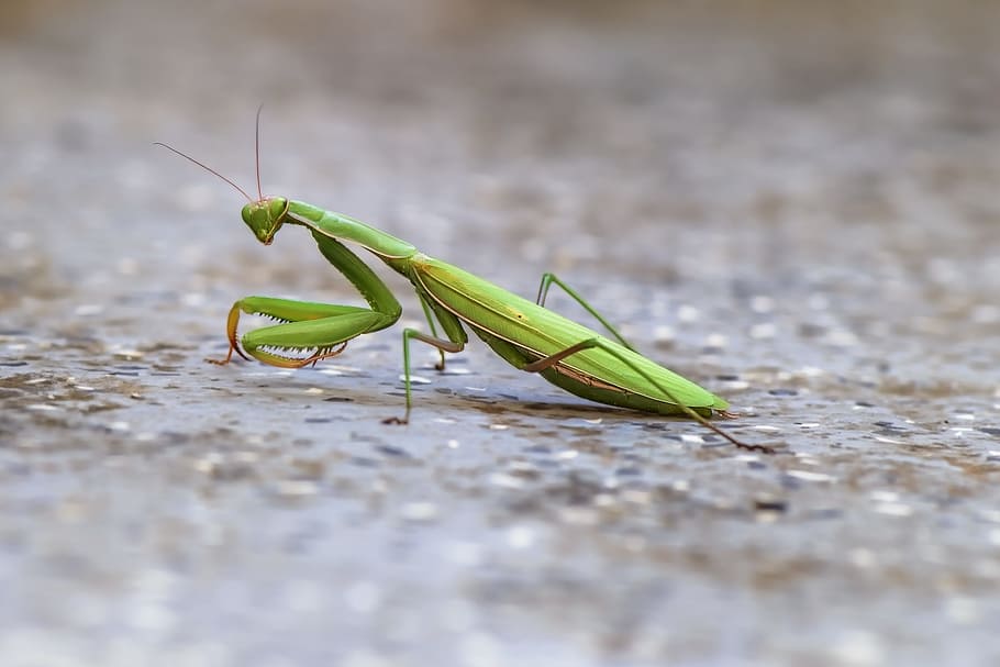 Mantis, Insect, mantoptère, green, mantis religiosa, nature HD wallpaper
