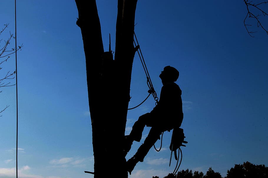 silhouette of man climbing on tree with harness, tree service