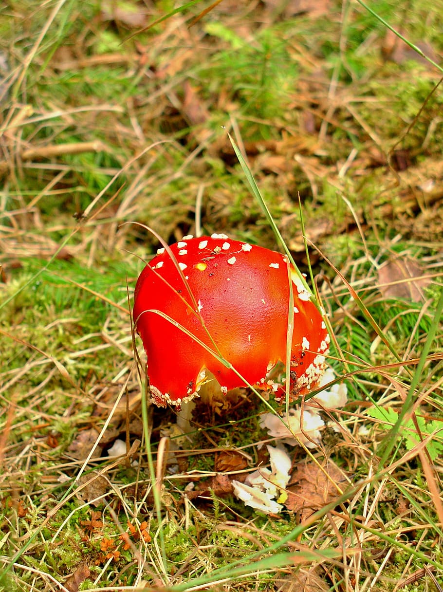 fungus, red, forest, leaves, needles, moss, toadstool, summer HD wallpaper