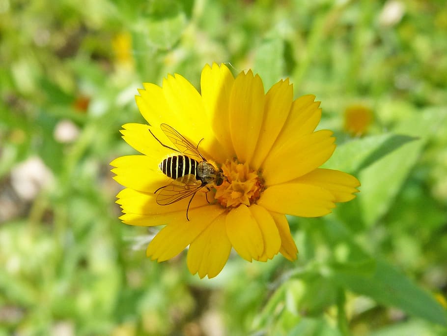 hoverfly, false bee, flower, libar, nature, summer, plant, flowering plant HD wallpaper