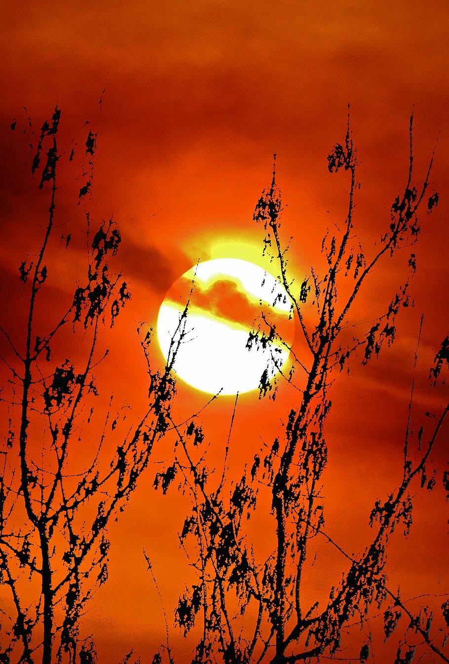 tree, sky, weather, sun, sunset, sunrise, clouds, summer, nature HD wallpaper