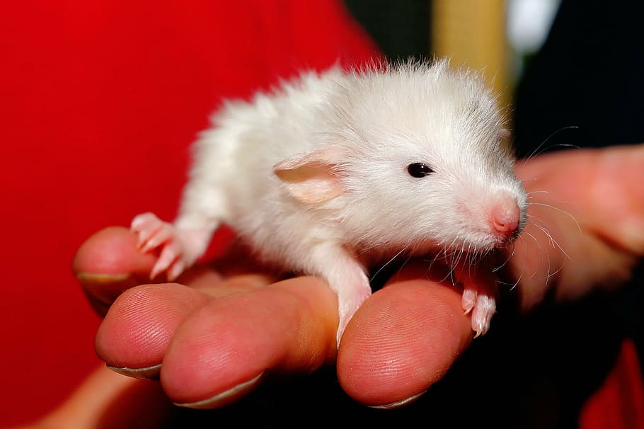 white mouse, rat, baby, sweet, color rat, cute, young animal, HD wallpaper