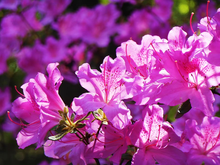 Flower, Pink, Spring, Rhododendron, blossom, purple, growth HD wallpaper