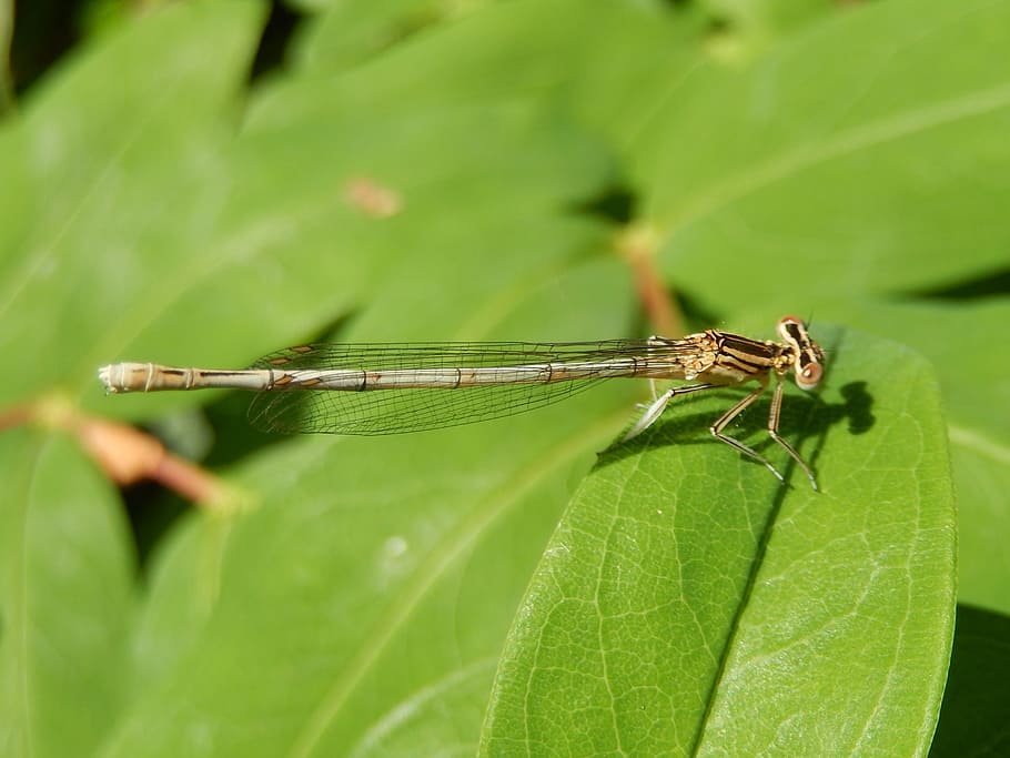 Dragonfly, Insect, Macro, nature, animal, close-up, wildlife HD wallpaper