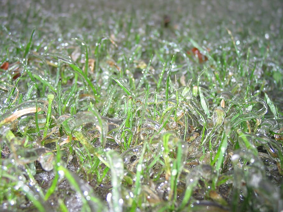 Frozen, Freezing Rain, Cold, grass, plant, growth, no people HD wallpaper