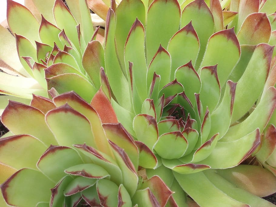 cactus, spring, plant, green color, growth, leaf, nature, no people HD wallpaper