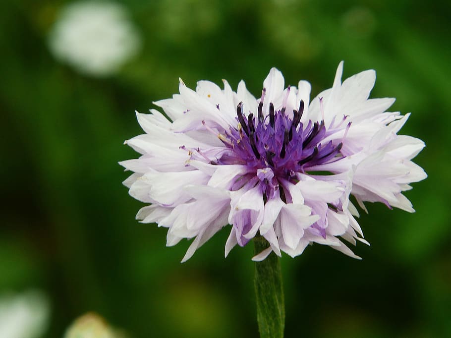 Cornflower, Meadow, Mutation, flower meadow, white, purple HD wallpaper