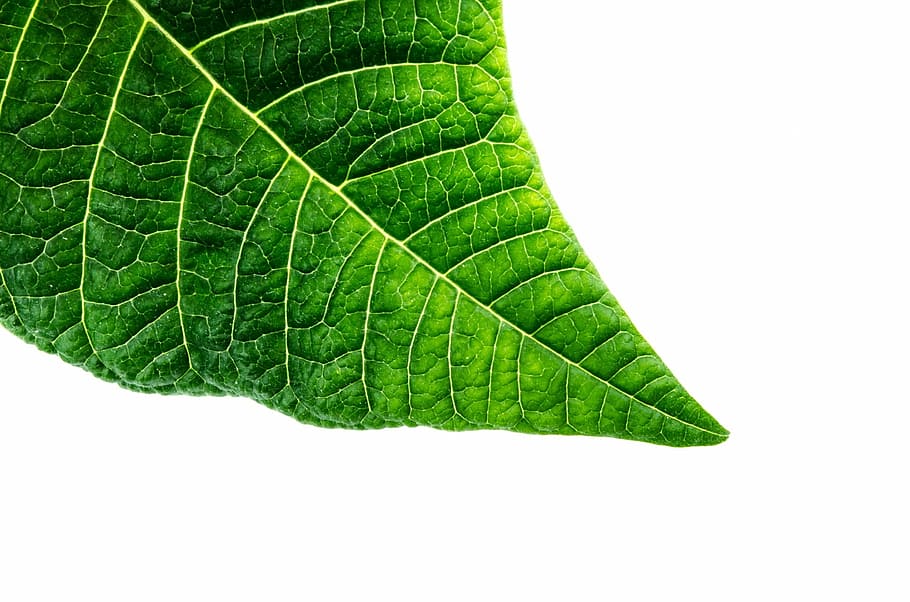 close-up photography of green leaf, organic, macro, environmental HD wallpaper