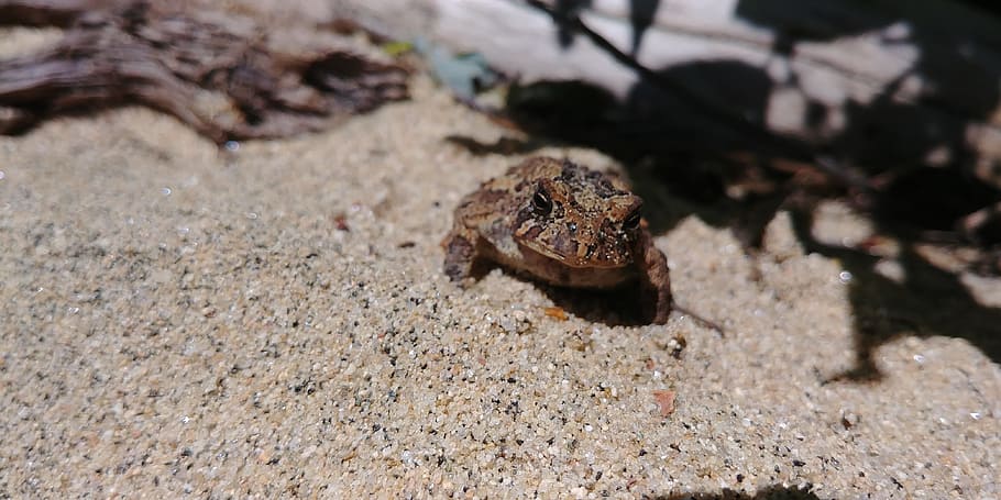 frog, sun, beach, land, nature, animal wildlife, animals in the wild HD wallpaper