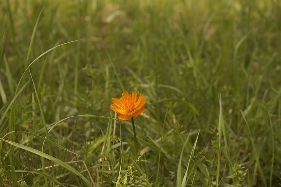 mongolia, path, flower, plant, flowering plant, freshness, growth HD wallpaper
