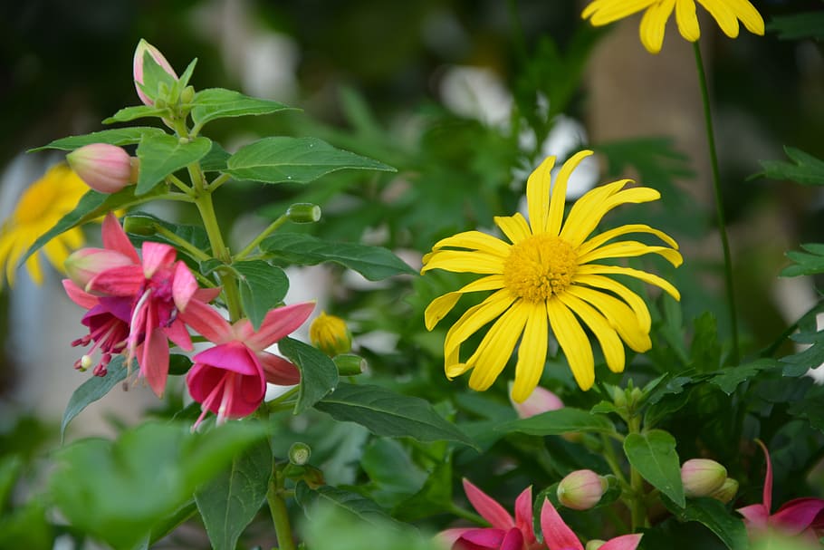 flowers solid, colors, bouquet, nature, garden, flowering plant HD wallpaper