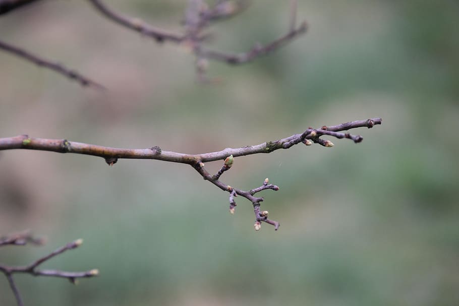spring awakening, bud, plant, focus on foreground, tree, branch HD wallpaper