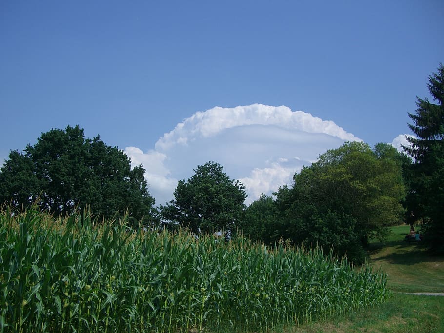 clouds, clouds arc, sky, blue, cornfield, green, trees, nature HD wallpaper