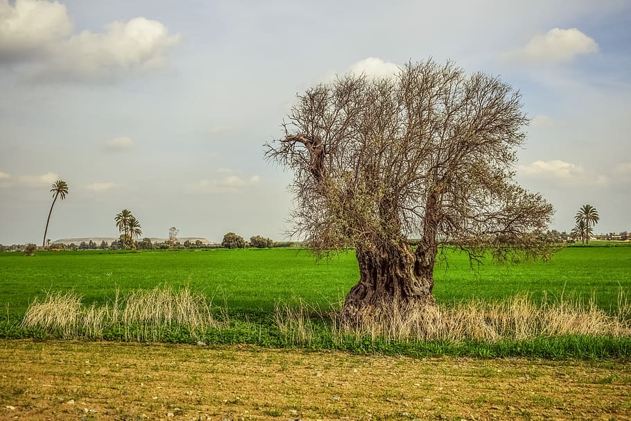 tree, field, grass, nature, agriculture, landscape, winter HD wallpaper