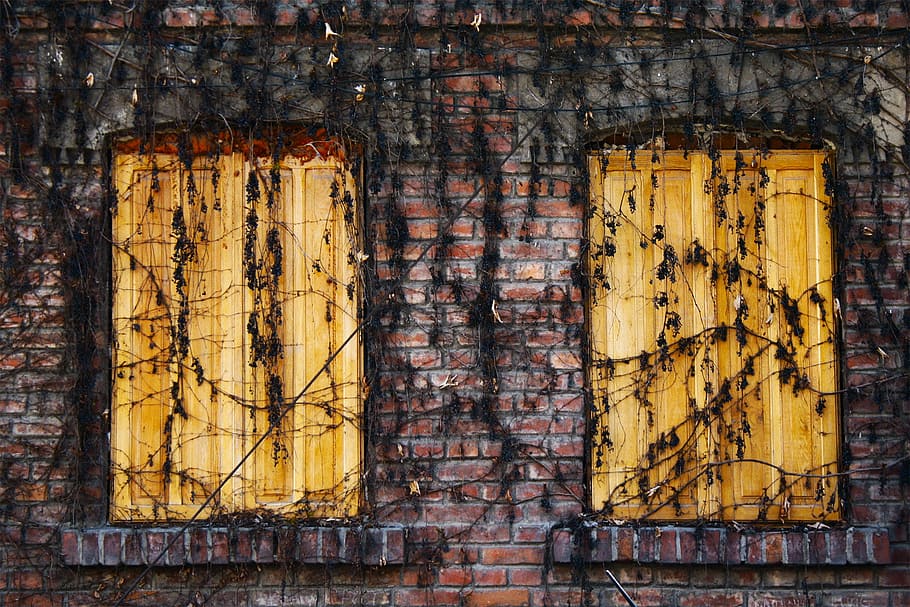 two brown wooden windows covered with withered leaves, photo of brown wooden window panel HD wallpaper