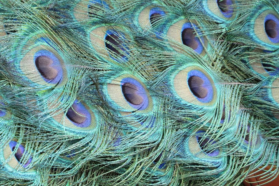 Peacock, Feathers, Bird, peacock feathers, animal, blue, colorful HD wallpaper