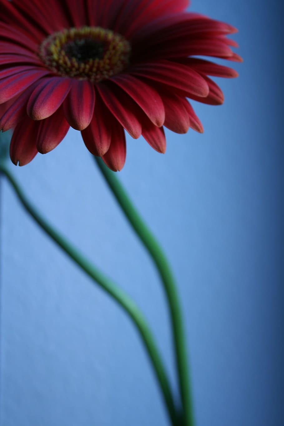 flower, blossom, bloom, gerbera, red, plant, fragility, petal HD wallpaper