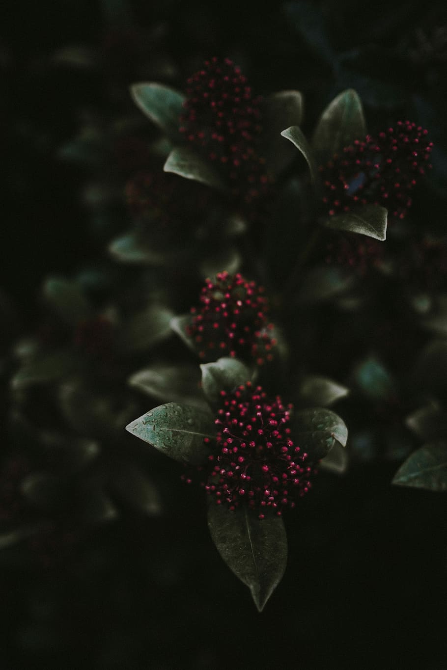 closeup photo of red flower buds, plant, freshness, beauty in nature HD wallpaper
