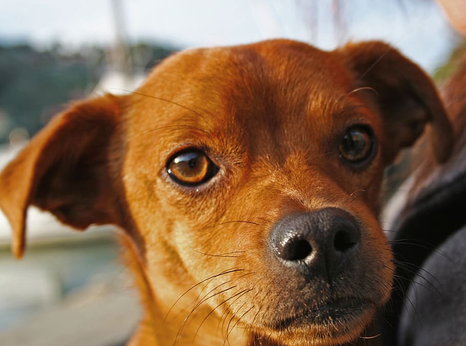 nobody, orange, eye, dog, canine, one animal, mammal, animal themes HD wallpaper