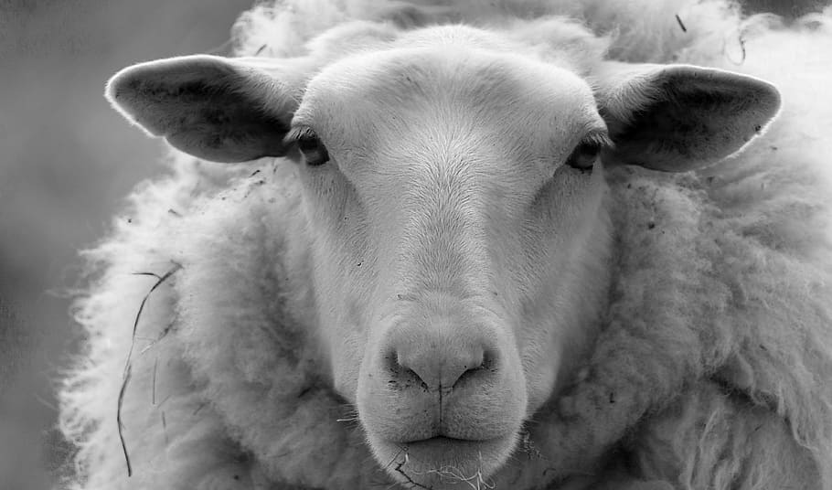 shallow focus photography of white sheep, Nature, Farm, Wool HD wallpaper