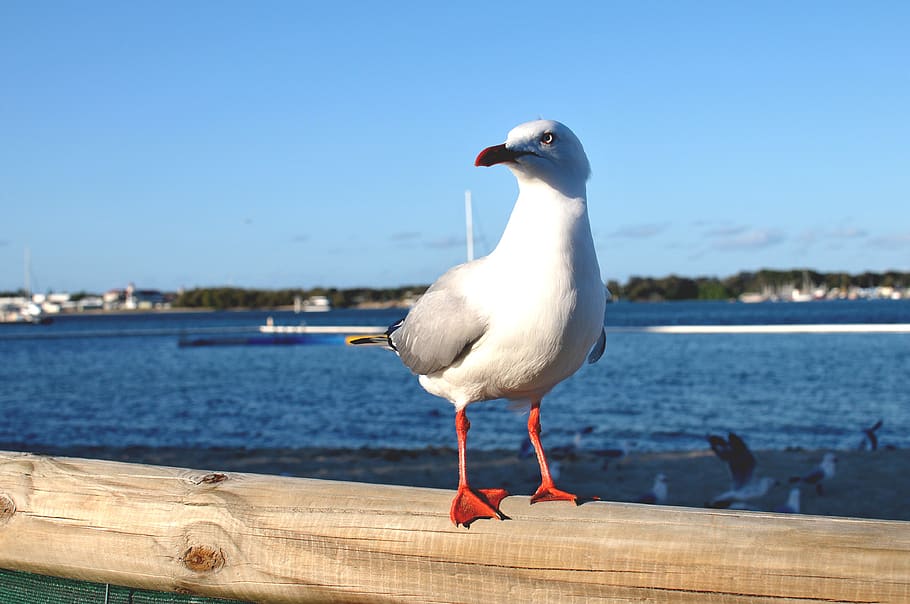 bird, sea, white bird, water, animal themes, animals in the wild HD wallpaper
