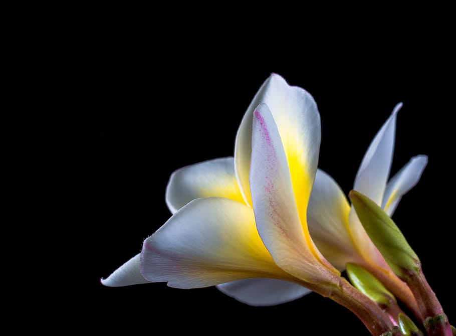 blossom, bloom, flower, frangipani, plumeria, white, frangipandi, HD wallpaper