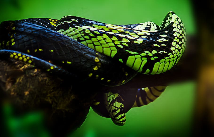tilt shift photo of green and black snake, animal, nature, scale