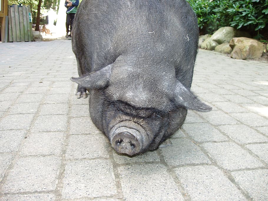 pig, dwarf hausschwein, animal, animal themes, one animal, day HD wallpaper