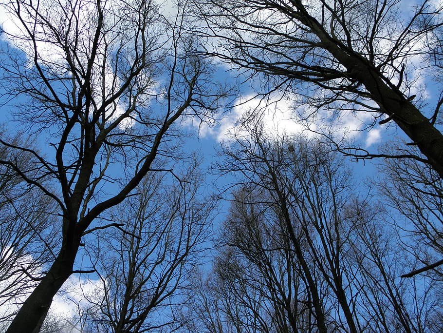 Trees, Aesthetic, Landscape, Nature, forest, sky, spring, branch