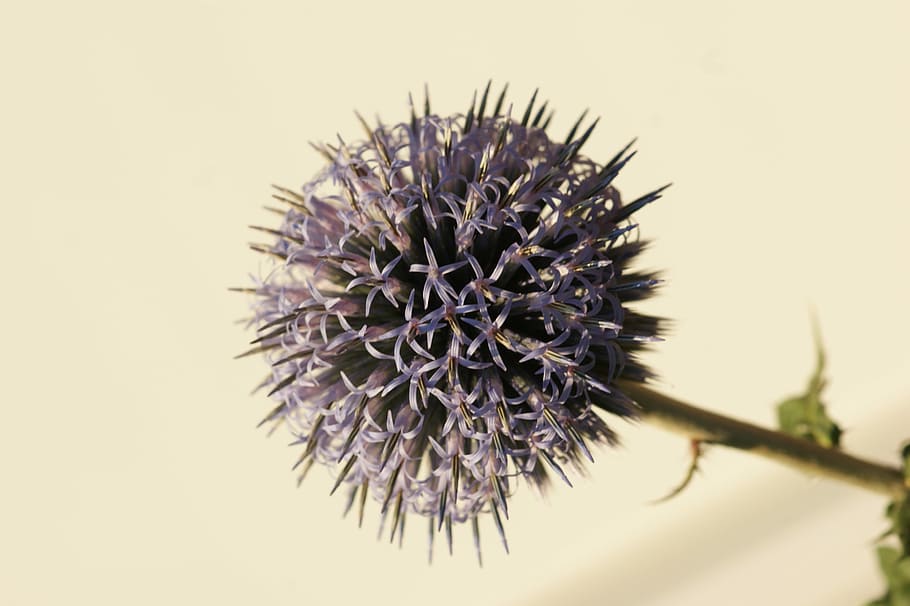 Thistle, Blossom, Bloom, Silver, thistle flower, wild flower HD wallpaper