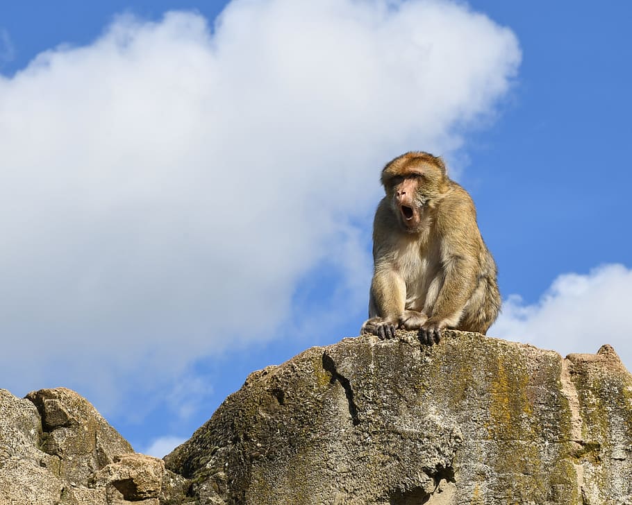 monkey, rock, barbary macaque, sky, magot, animals in the wild HD wallpaper
