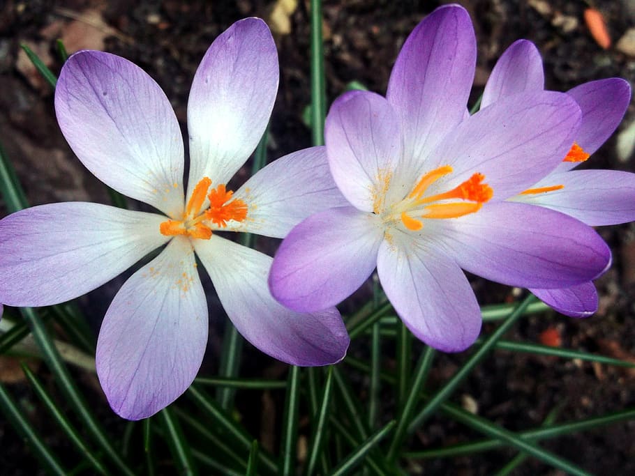 crocus, iridaceae, purple, spring, plant, nature, flower, petal HD wallpaper