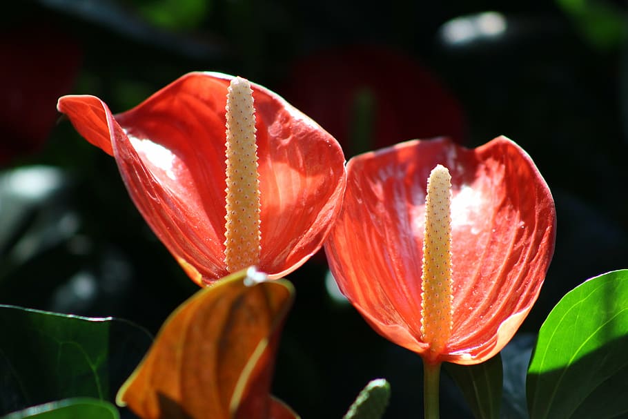 calla, red, flower, plant, nature, garden, blossom, bloom, flowering plant HD wallpaper