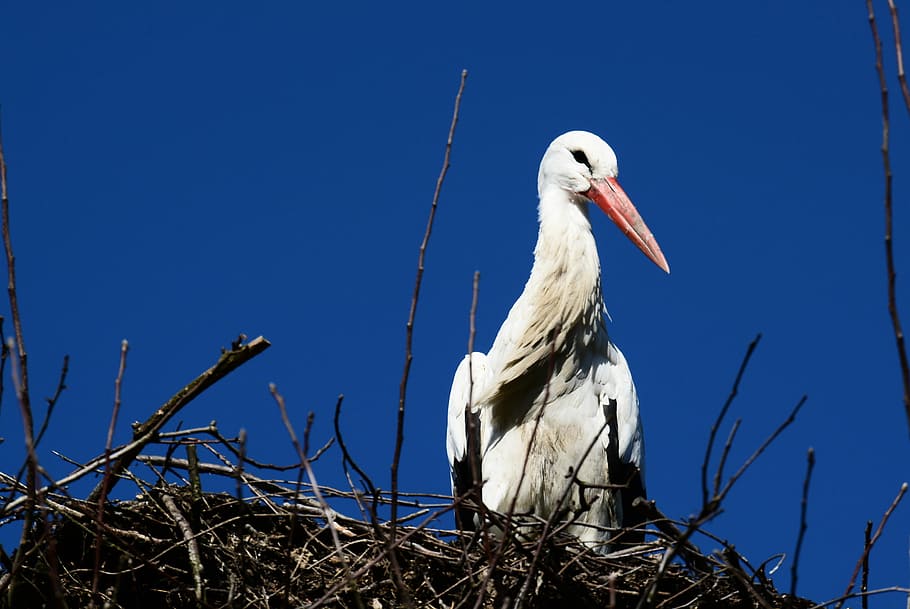 Stork, Nest, Bird, Nature, storchennest, animals, rattle stork, HD wallpaper